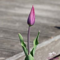 Purple Heart Tulpan Lökar