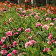 Purple Line Idylle Dahlia Knöl