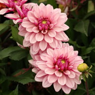Purple Line Idylle Dahlia Knöl
