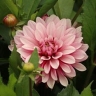 Purple Line Idylle Dahlia Knöl