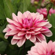 Purple Line Idylle Dahlia Knöl