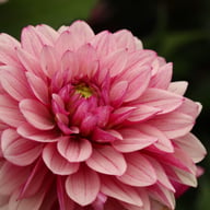 Purple Line Idylle Dahlia Knöl