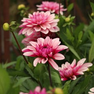 Purple Line Idylle Dahlia Knöl