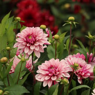 Purple Line Idylle Dahlia Knöl