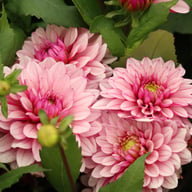 Purple Line Idylle Dahlia Knöl