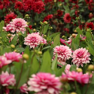 Purple Line Idylle Dahlia Knöl