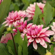 Purple Line Idylle Dahlia Knöl