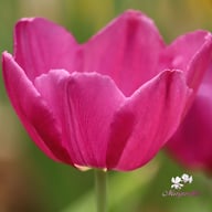 Purple Prince Tulip Bulbs
