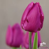 Purple Prince Tulip Bulbs