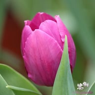 Purple Prince Tulip Bulbs