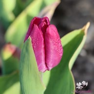 Purple Prince Tulip Bulbs
