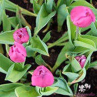 Purple Prince Tulip Bulbs