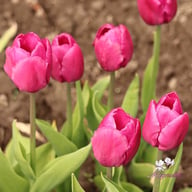 Purple Prince Tulip Bulbs