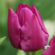 Purple Prince Tulip Bulbs