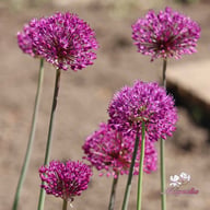 Purple Sensation Allium Bulbs