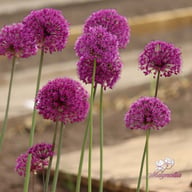 Purple Sensation Allium Bulbs