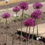 Purple Sensation Allium Bulbs