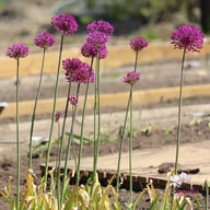Purple Sensation Allium Bulbs