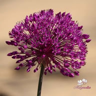 Purple Sensation Allium Bulbs