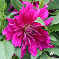 Purple Taiheiyo Dahlia Tuber