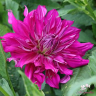 Purple Taiheiyo Dahlia Tuber