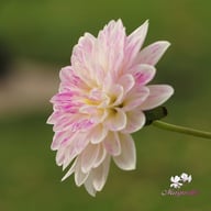 Que Sera Dahlia Knöl