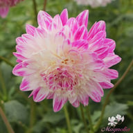 Que Sera Dahlia Knöl