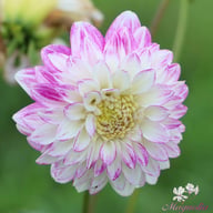 Que Sera Dahlia Knöl