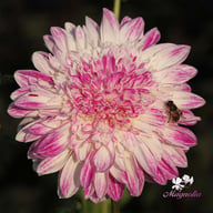 Que Sera Dahlia Knöl