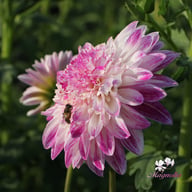 Que Sera Dahlia Knöl