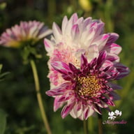 Que Sera Dahlia Knöl