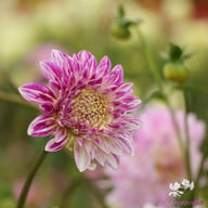 Que Sera Dahlia Knöl