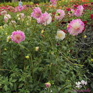 Que Sera Dahlia Knöl