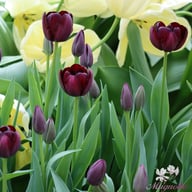 Queen of Night Tulip Bulbs