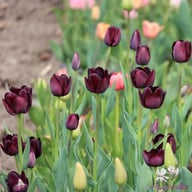 Queen of Night Tulip Bulbs