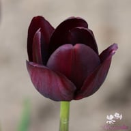 Queen of Night Tulip Bulbs