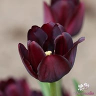Queen of Night Tulip Bulbs