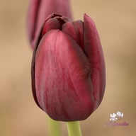 Queen of Night Tulip Bulbs