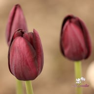 Queen of Night Tulip Bulbs