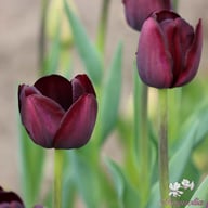 Queen of Night Tulip Bulbs