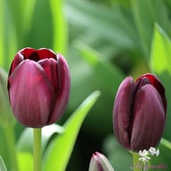 Queen of Night Tulip Bulbs