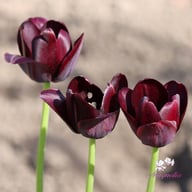 Queen of Night Tulip Bulbs