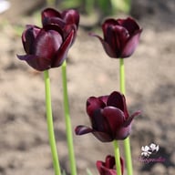 Queen of Night Tulip Bulbs