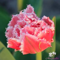 Queensland Tulip Bulbs