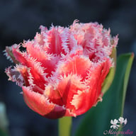 Queensland Tulip Bulbs