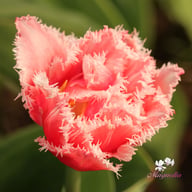 Queensland Tulip Bulbs