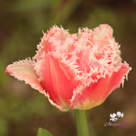 Queensland Tulip Bulbs