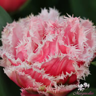 Queensland Tulip Bulbs