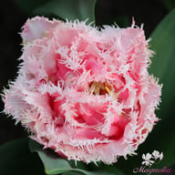 Queensland Tulip Bulbs