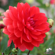 R Mona Dahlia Tuber